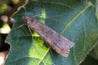 Nomophila noctuella
