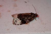Hedya ochroleucana