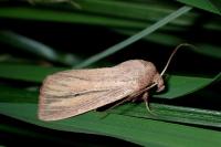 Mythimna pudorina