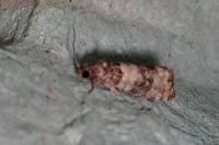 Piniphila bifasciana