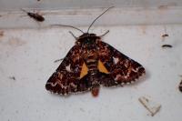 Anarta myrtilli
