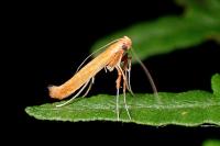 Caloptilia