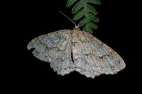 Ectropis crepuscularia