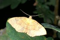 Camptogramma bilineata