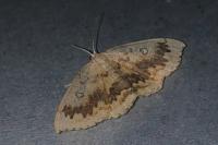 Cyclophora annularia