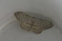 Idaea seriata