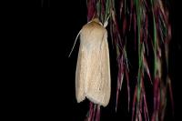 Mythimna pallens