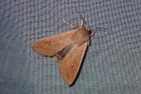Mythimna unipuncta