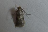 Borkhausenia nefrax