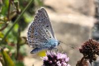 Polyommatus icarus