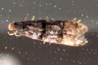 Stenoptinea cyaneimarmorella