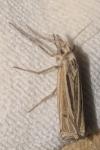 Ancylolomia tentaculella