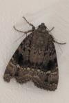 Amphipyra pyramidea