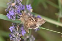 Autographa gamma