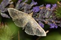 Patania ruralis