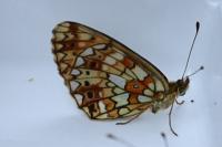 Boloria selene