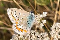 Polyommatus icarus