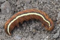 Lacanobia splendens