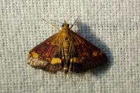 Pyrausta aurata
