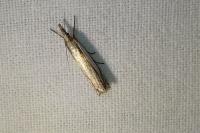 Crambus pascuella