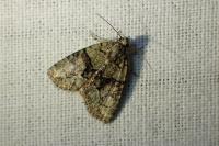 Cryphia algae