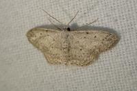 Idaea seriata