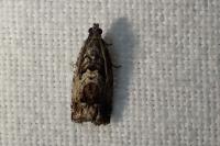 Cydia fagiglandana/splendana
