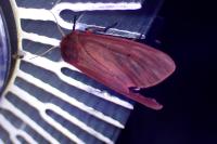 Phragmatobia fuliginosa