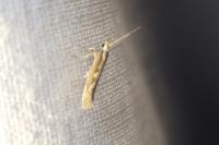 Plutella xylostella