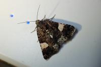 Tyta luctuosa