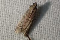 Ephestia