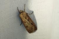 Agrotis exclamationis