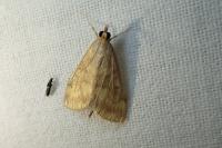 Ostrinia nubilalis