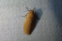 Wittia sororcula
