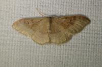 Idaea degeneraria