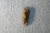 Eucosma conterminana