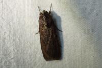 Peridroma saucia