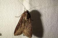 Peridroma saucia