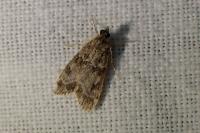 Eudonia mercurella
