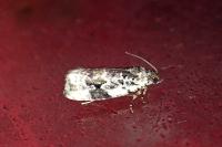 Celypha woodiana