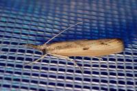 Agriphila inquinatella