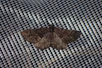 Peribatodes ilicaria