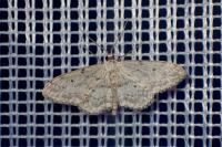 Idaea seriata
