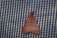 Uresiphita gilvata