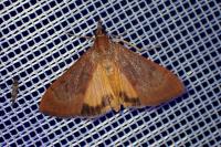 Uresiphita gilvata
