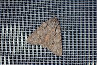 Acronicta auricoma
