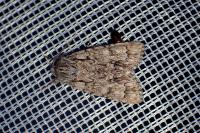 Acronicta auricoma