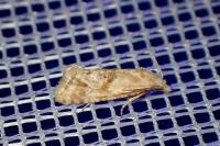Cochylimorpha straminea