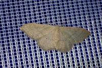 Idaea straminata