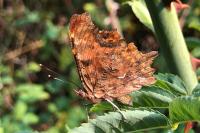Polygonia c-album